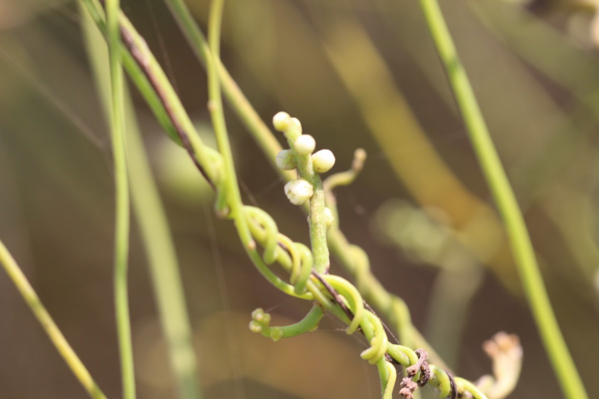 Cassytha filiformis L.